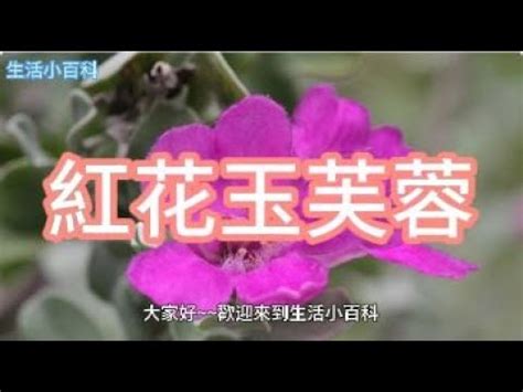 芙蓉風水|芙蓉種植風水：何處擺放最旺宅？